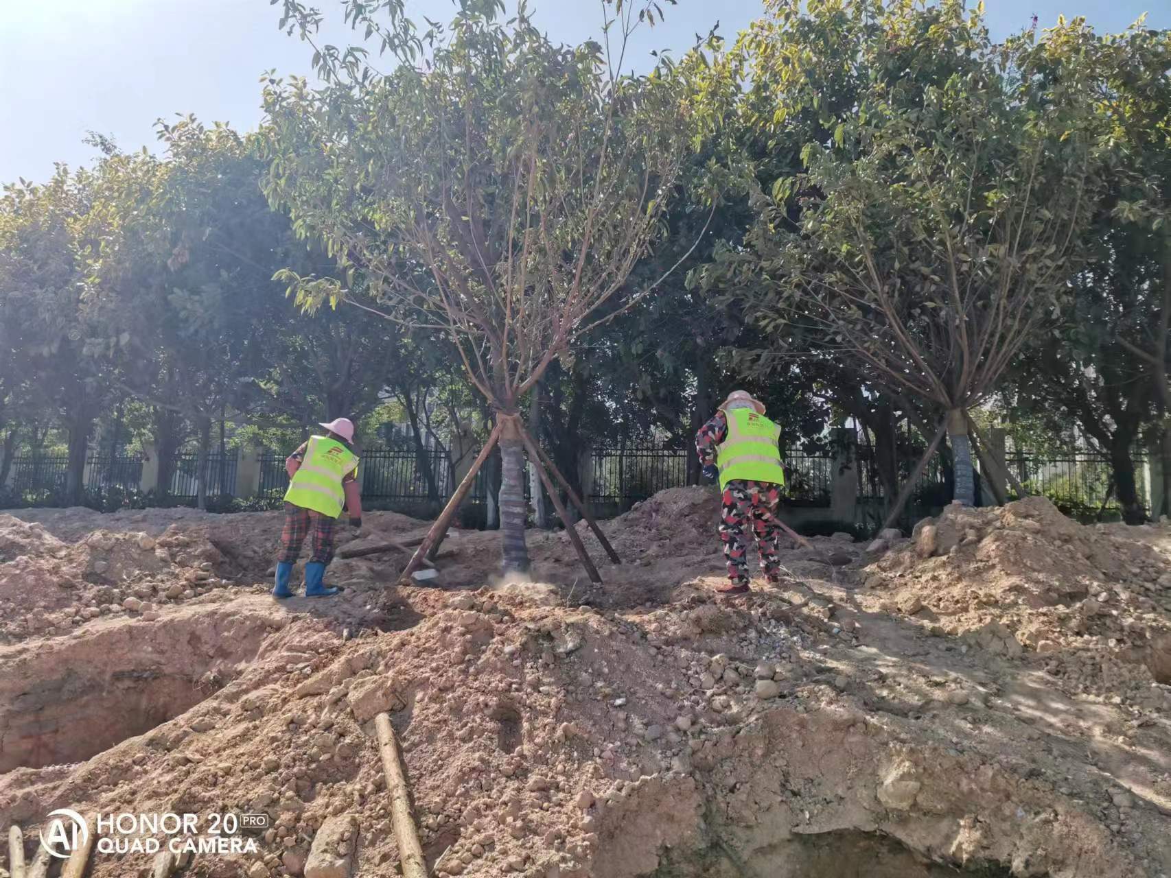 厦门美上路边角地块绿化种植项目紧密施工中